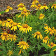 Záplevák Hoopesův - Helenium hoopesii