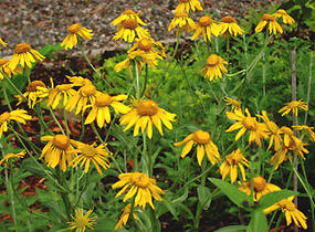 Záplevák Hoopesův - Helenium hoopesii