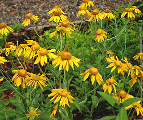 Záplevák Hoopesův - Helenium hoopesii