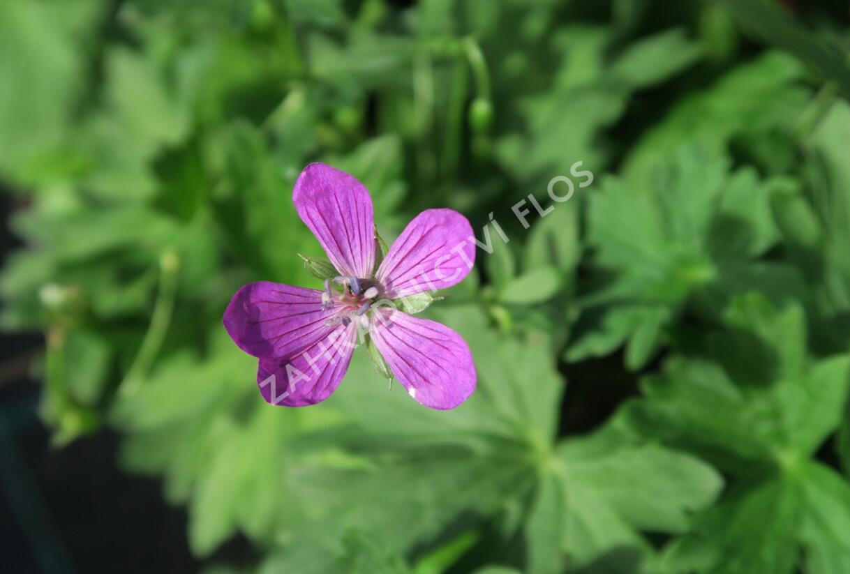 Kakost bahenní - Geranium palustris