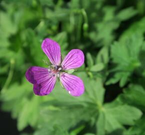 Kakost bahenní - Geranium palustris