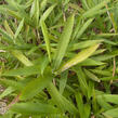 Bambus, mnohopučka drobná - Pleioblastus pumilus