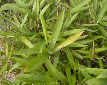 Bambus, mnohopučka drobná