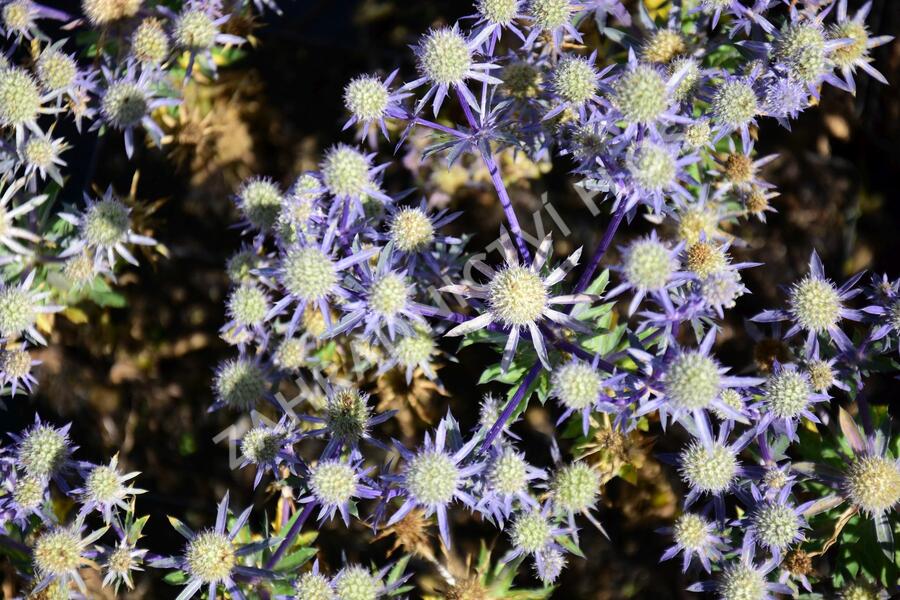 Máčka plocholistá 'Blue Hobbit' - Eryngium planum 'Blue Hobbit'