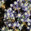 Máčka plocholistá 'Blue Hobbit' - Eryngium planum 'Blue Hobbit'