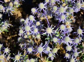 Máčka plocholistá 'Blue Hobbit' - Eryngium planum 'Blue Hobbit'