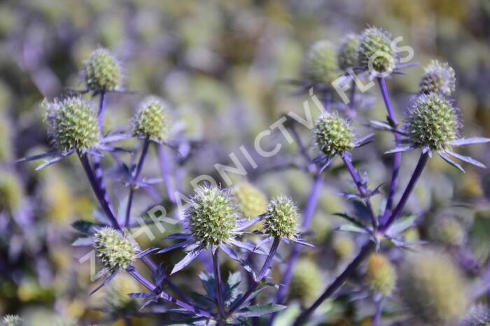 Máčka plocholistá 'Blue Hobbit' - Eryngium planum 'Blue Hobbit'