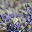 Máčka plocholistá 'Blue Hobbit' - Eryngium planum 'Blue Hobbit'