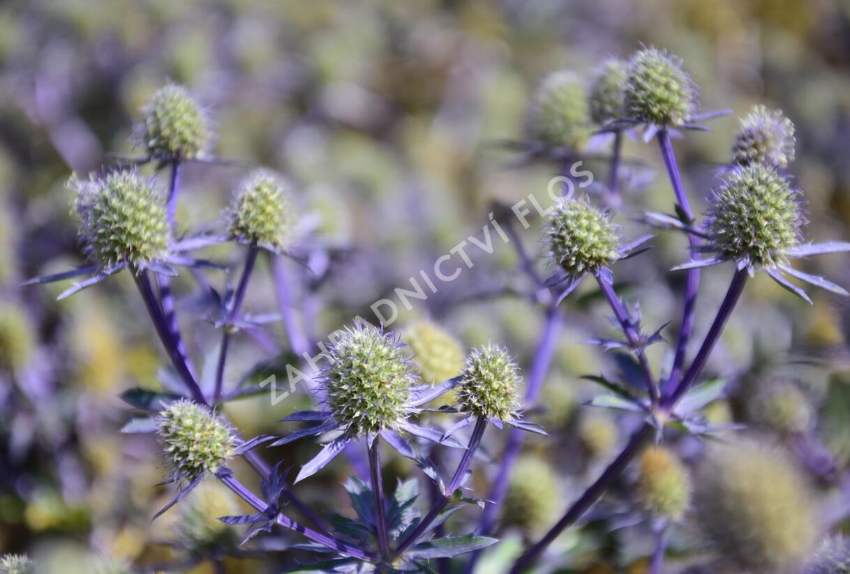 Máčka plocholistá 'Blue Hobbit' - Eryngium planum 'Blue Hobbit'