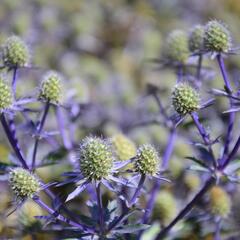 Máčka plocholistá 'Blue Hobbit' - Eryngium planum 'Blue Hobbit'