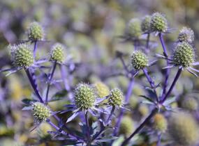 Máčka plocholistá 'Blue Hobbit' - Eryngium planum 'Blue Hobbit'