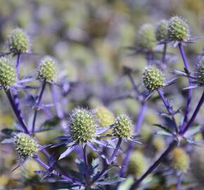 Máčka plocholistá 'Blue Hobbit' - Eryngium planum 'Blue Hobbit'