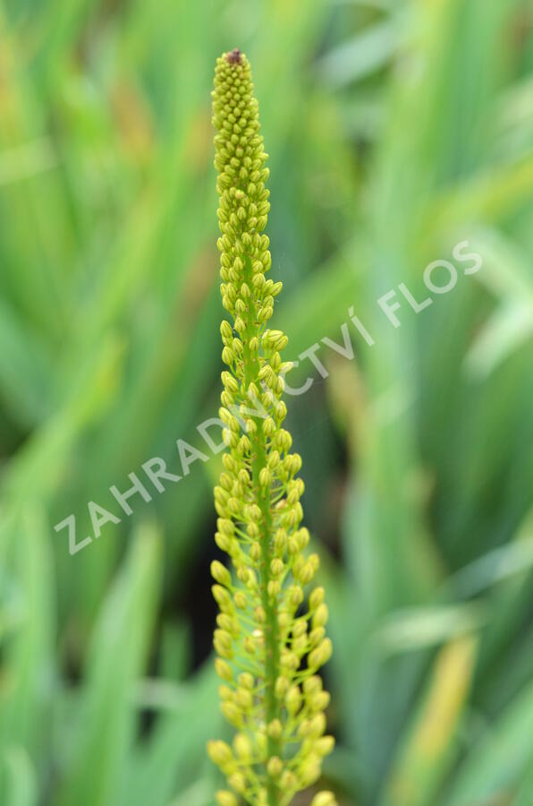 Liliochvostec úzkolistý - Eremurus stenophyllus