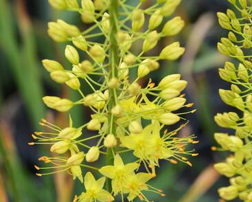 Liliochvostec úzkolistý