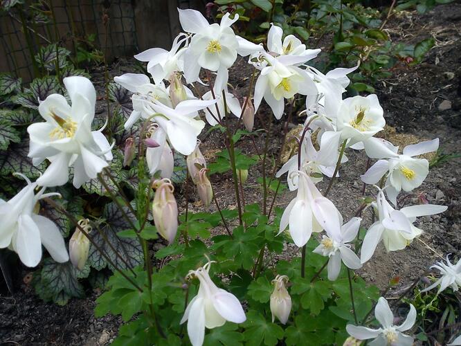 Orlíček obecný 'White Barlow' - Aquilegia vulgaris 'White Barlow'