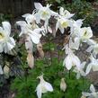 Orlíček obecný 'Barlow White' - Aquilegia vulgaris v.stellata 'Barlow White'