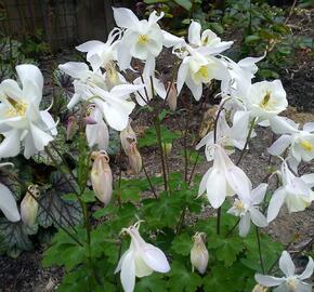 Orlíček obecný 'Barlow White' - Aquilegia vulgaris v.stellata 'Barlow White'