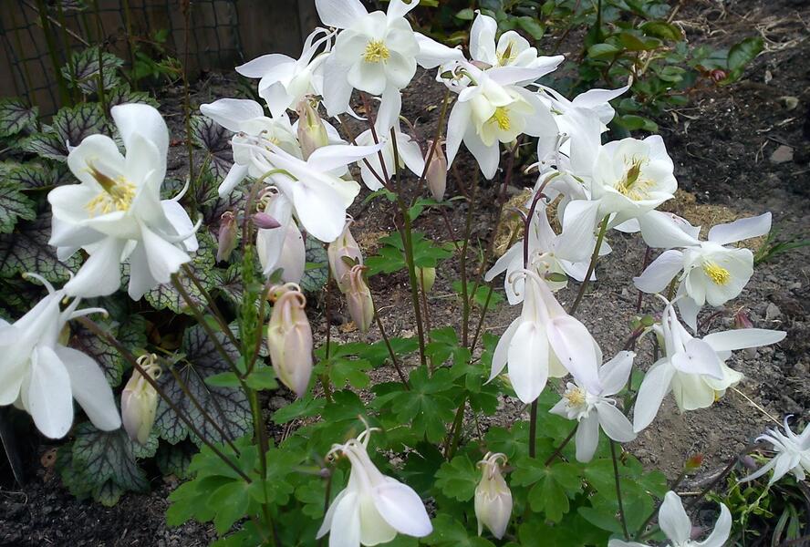 Orlíček obecný 'Barlow White' - Aquilegia vulgaris v.stellata 'Barlow White'