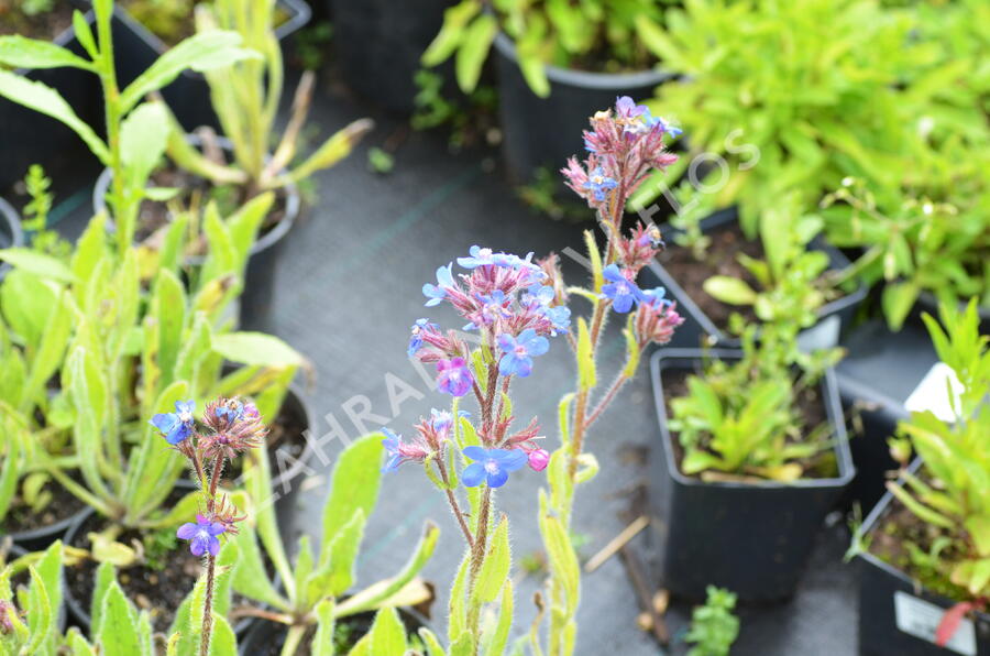 Pilát modrý - Anchusa azurea