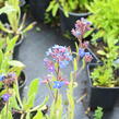 Pilát modrý - Anchusa azurea