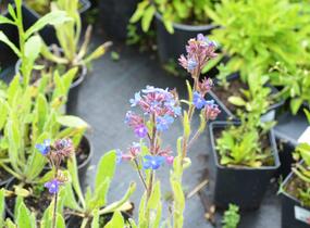 Pilát modrý - Anchusa azurea