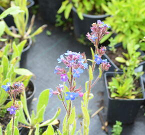 Pilát modrý - Anchusa azurea