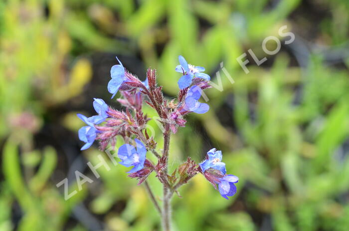 Pilát modrý - Anchusa azurea