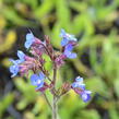 Pilát modrý - Anchusa azurea