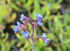 Pilát modrý - Anchusa azurea