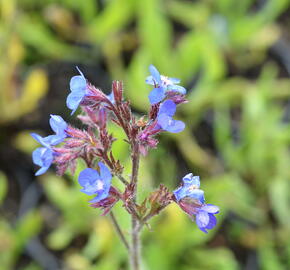 Pilát modrý - Anchusa azurea