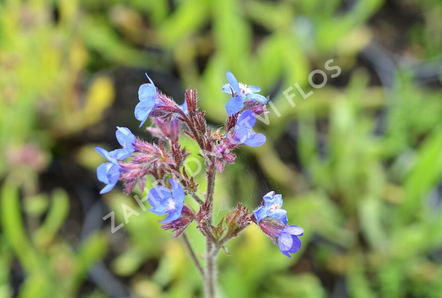 Pilát modrý - Anchusa azurea