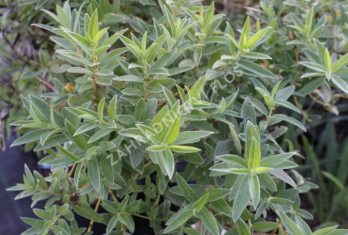 Vrba plazivá - Salix subopposita