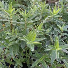 Vrba plazivá - Salix subopposita