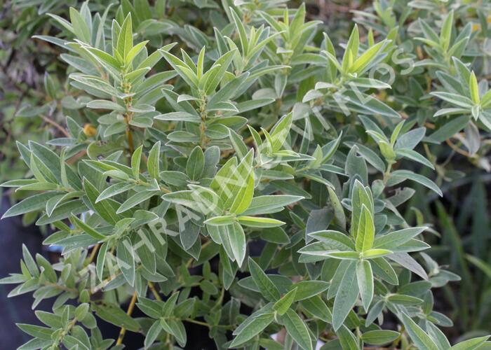 Vrba plazivá - Salix subopposita
