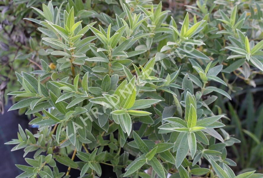 Vrba plazivá - Salix subopposita