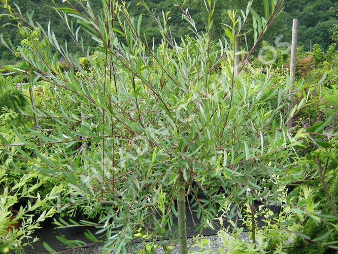 Vrba purpurová 'Pendula' - Salix purpurea 'Pendula'