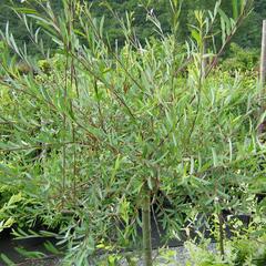 Vrba purpurová 'Pendula' - Salix purpurea 'Pendula'