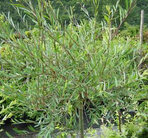 Vrba purpurová 'Pendula' - Salix purpurea 'Pendula'