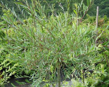 Vrba purpurová 'Pendula'