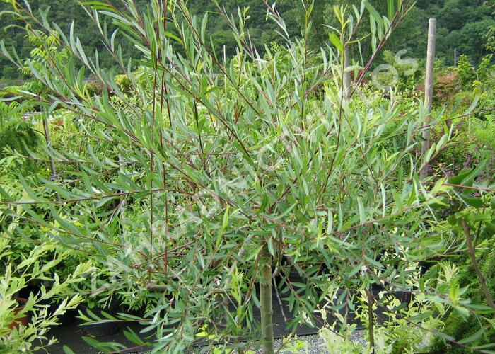 Vrba purpurová 'Pendula' - Salix purpurea 'Pendula'