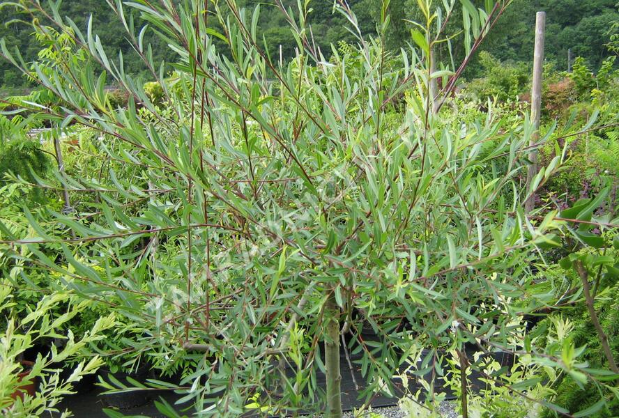 Vrba purpurová 'Pendula' - Salix purpurea 'Pendula'