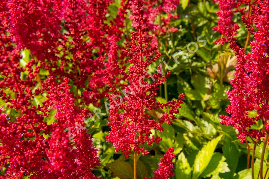 Čechrava Arendsova 'Augustleuchten' - Astilbe arendsii 'Augustleuchten'