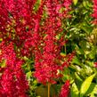 Čechrava Arendsova 'Augustleuchten' - Astilbe arendsii 'Augustleuchten'