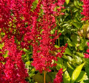 Čechrava Arendsova 'Augustleuchten' - Astilbe arendsii 'Augustleuchten'