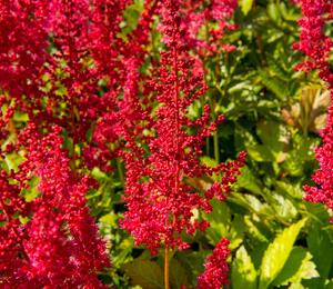 Čechrava Arendsova 'Augustleuchten' - Astilbe arendsii 'Augustleuchten'