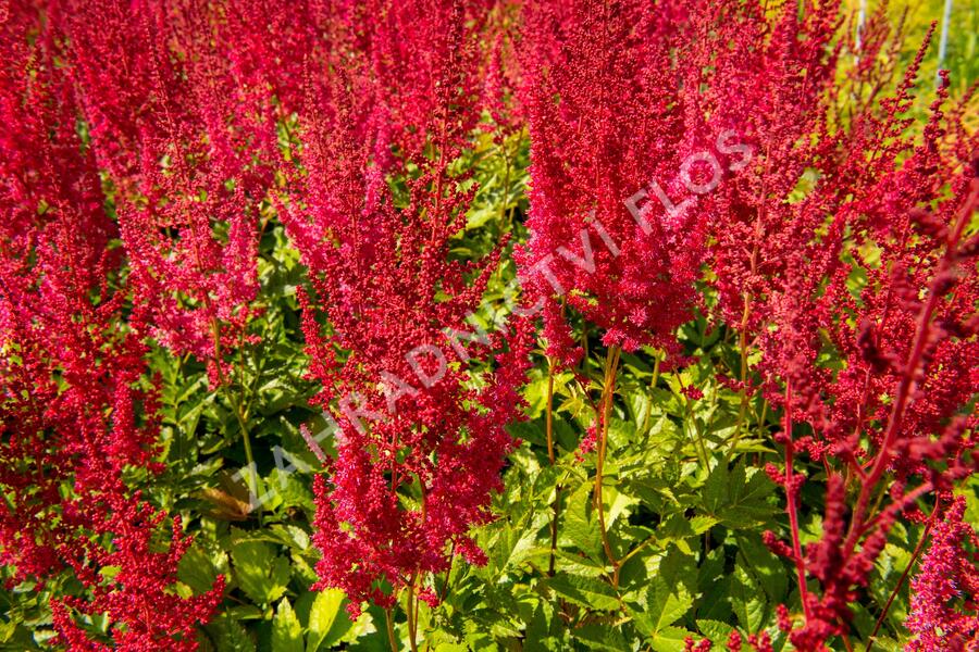 Čechrava Arendsova 'Augustleuchten' - Astilbe arendsii 'Augustleuchten'