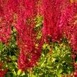 Čechrava Arendsova 'Augustleuchten' - Astilbe arendsii 'Augustleuchten'