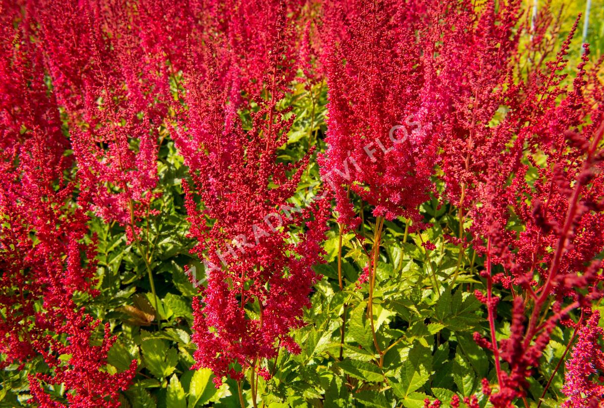 Čechrava Arendsova 'Augustleuchten' - Astilbe arendsii 'Augustleuchten'