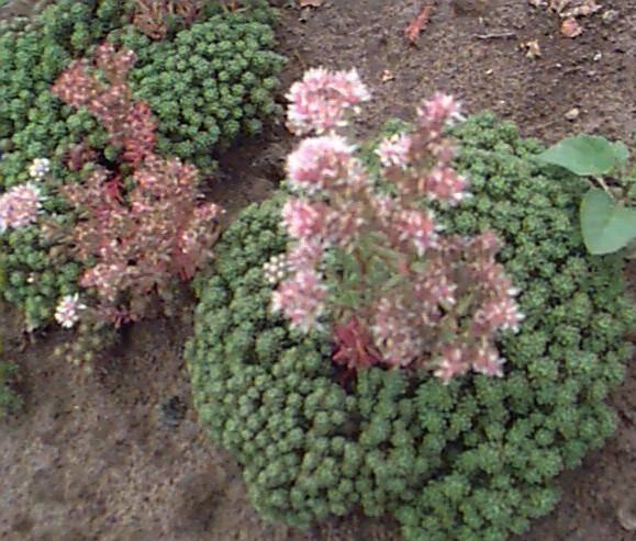 Rozchodník lydijský 'Glaucum' - Sedum lydium 'Glaucum'