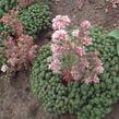 Rozchodník lydijský 'Glaucum' - Sedum lydium 'Glaucum'
